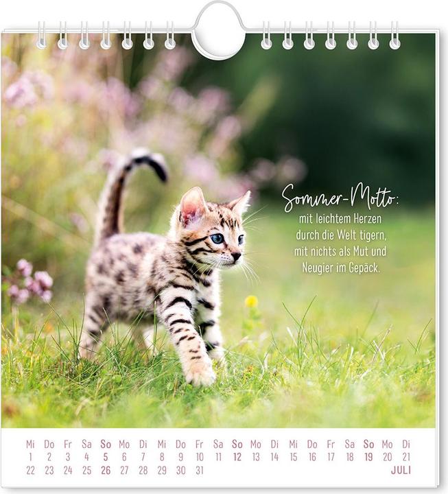 Produktbild Postkartenkalender 2026 Auf leisen Pfot (16 x 17 cm, Deutsch)