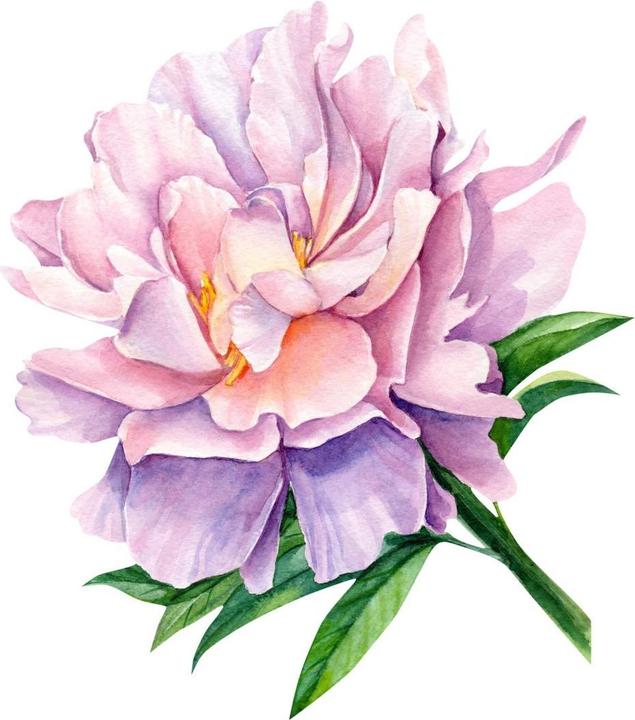 Actual product image Trenddeko Peony XXL (54 x 60 cm)