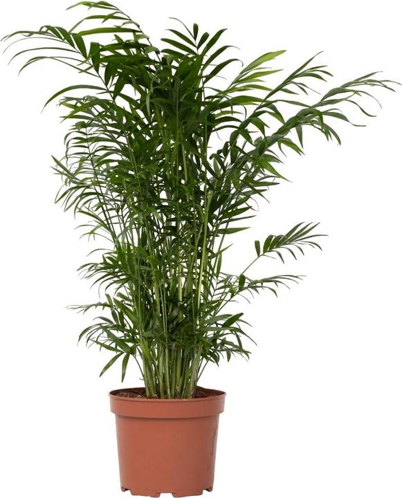 Immagine prodotto Plant in a Box Chamaedorea elegans - Palma di montagna (50 cm)