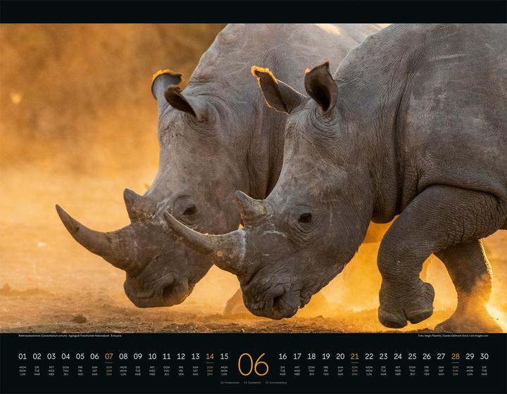 Immagine prodotto Wildes Afrika Kalender 2026 (54 x 42 cm, Copertina rigida, Inglese, Francese, Tedesco)