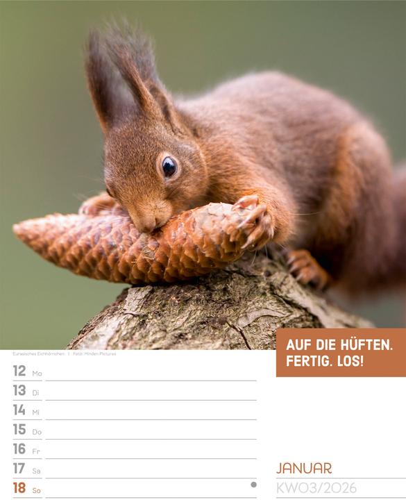Produktbild Tierisch! Sprüchekalender - Wochenplaner Kalender 2026 (25 x 33 cm, Deutsch)