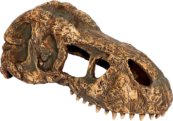 Exo Terra T-Rex Crâne