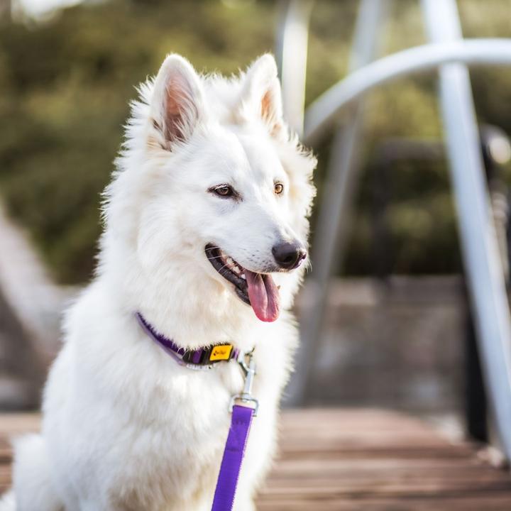Actual product image Red Dingo DINGO Energy purple - Dog collar - 31-49 cm (Dog, General)