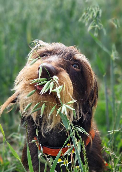 Produktbild Über 125 Naturheilmittel Für den gesunden Hund! (Deutsch, Diana Tiebes, 2024)