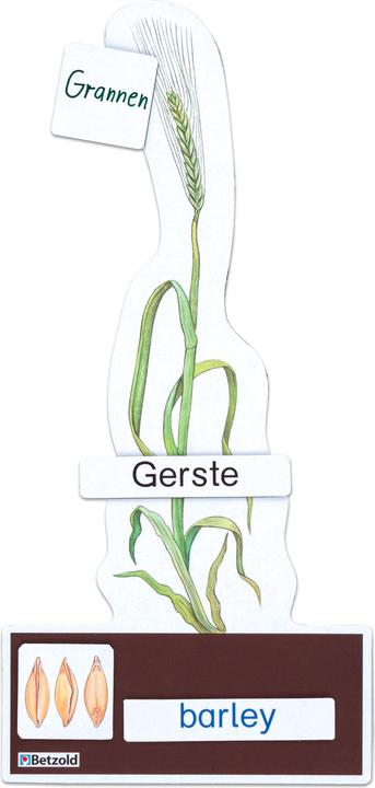 Produktbild Betzold Sparset Getreide bestimmen (Deutsch, Französisch, Englisch)