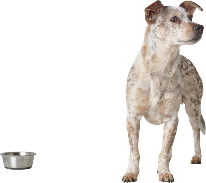Actual product image Hunter Feeding Bowl (0.55 l)