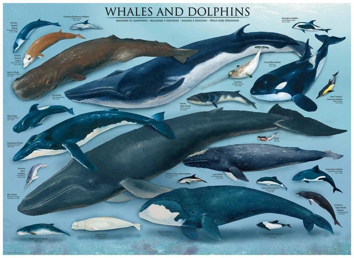 Actual product image Eurographics whales and dolphins (1000 pieces)