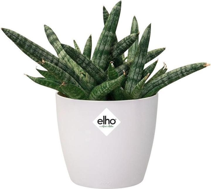Produktbild Elho Brussels (13 cm)
