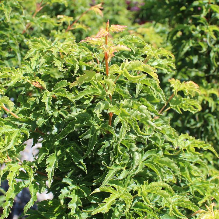Actual product image Zulauf Japames Maple (70 cm)