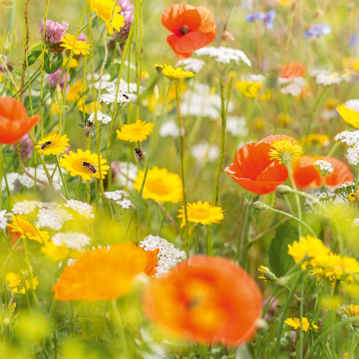 Produktbild Neudorff Wildgärtner Freude (Wildbienen)