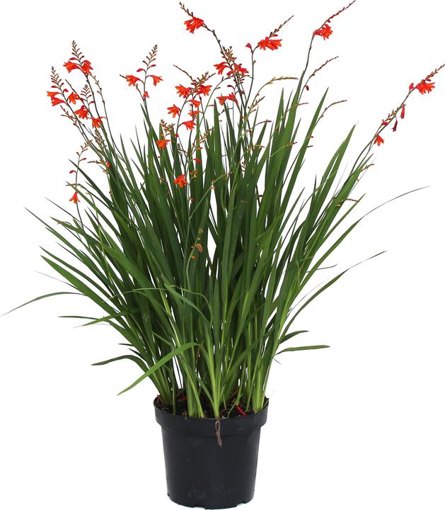 Produktbild Zulauf Crocosmia croc.(x) 'Red King' / Monbretie 'Red King' (30 cm)