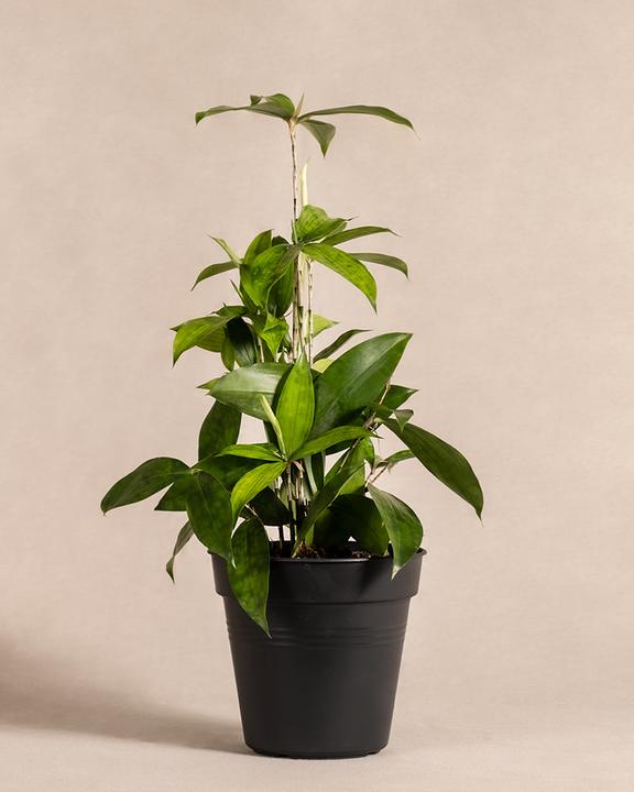 Produktbild feey Bambus-Drachenbaum (55 cm, Frisch umgetopft)