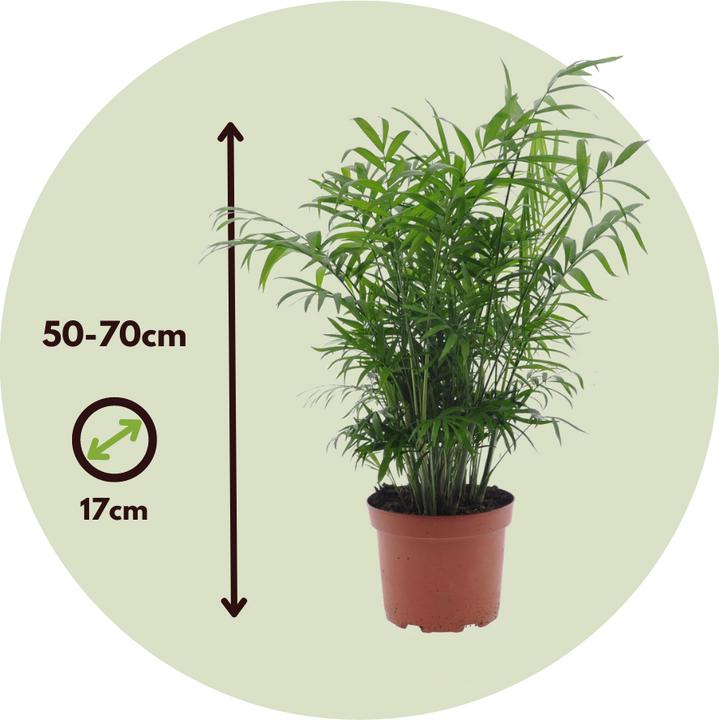 Produktbild Plant in a Box Chamaedorea Elegans, Dypsis lutescens - 2er Mischung Indoor Palme (60 cm)