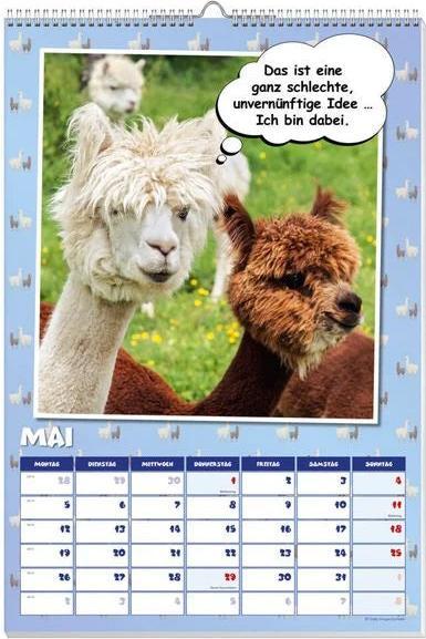 Image du produit Calendrier des affiches Coole Lamas 2025 (Allemand)