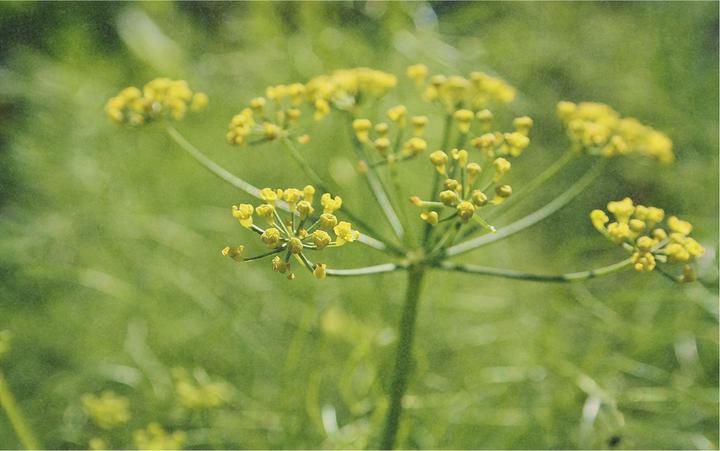 Actual product image Zollinger Bio Wild fennel (Seedlings)