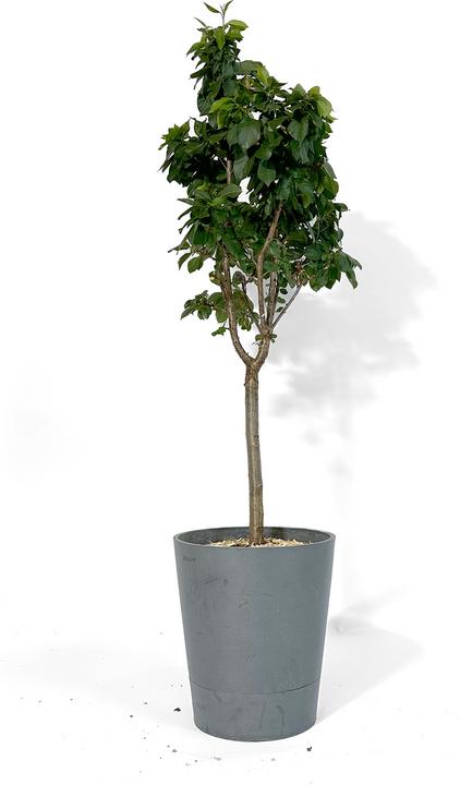 Produktbild Boum Zwerg Kirschbaum "Julia"