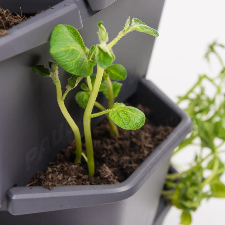 Actual product image Gusta Garden Paul Potato (38.80 cm)