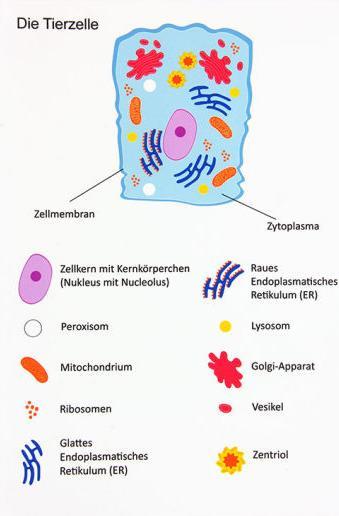 Immagine prodotto Betzold Cellula animale magnetica