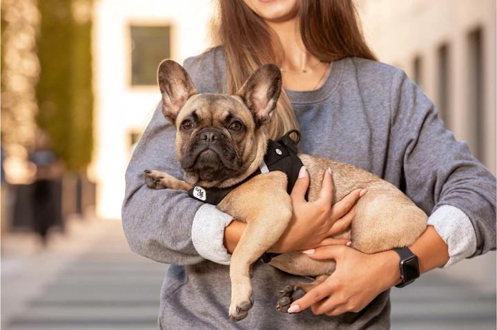 Produktbild Curli Geschirr Vest Air-Mesh M, Moss (M, Hund, Allgemein)