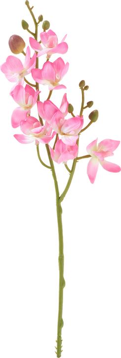 Image du produit DPI Mini Orchidee Phalaenopsis
