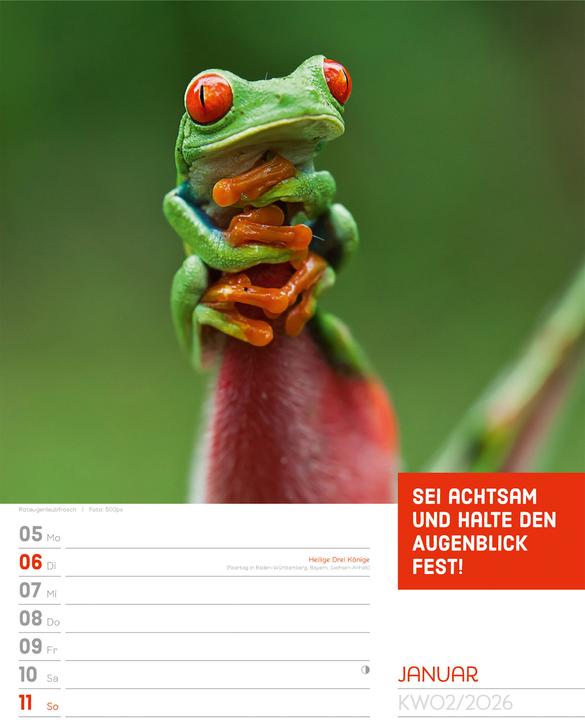 Produktbild Tierisch! Sprüchekalender - Wochenplaner Kalender 2026 (25 x 33 cm, Deutsch)