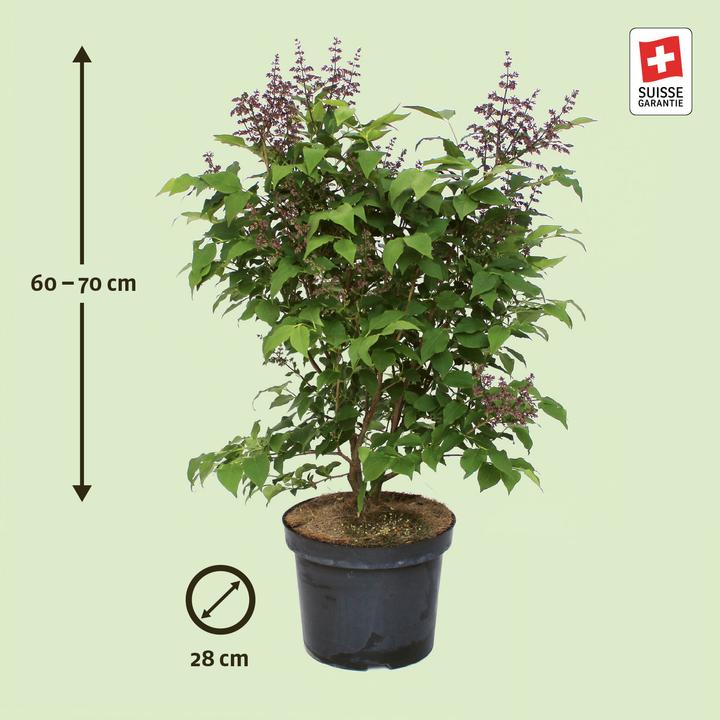 Produktbild Zulauf Koreanischer Flieder / Syringa patula 'Miss Kim' (70 cm)