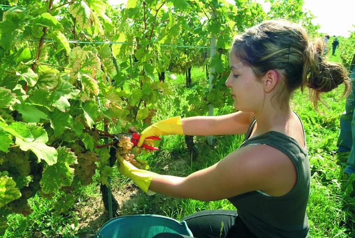 Immagine prodotto Felco forbici per fiori e frutta