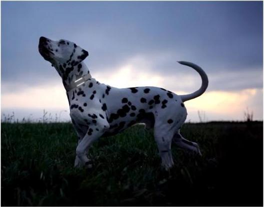 Produktbild Tractive GPS Tracker Dog 6 (Hund, Spazieren)