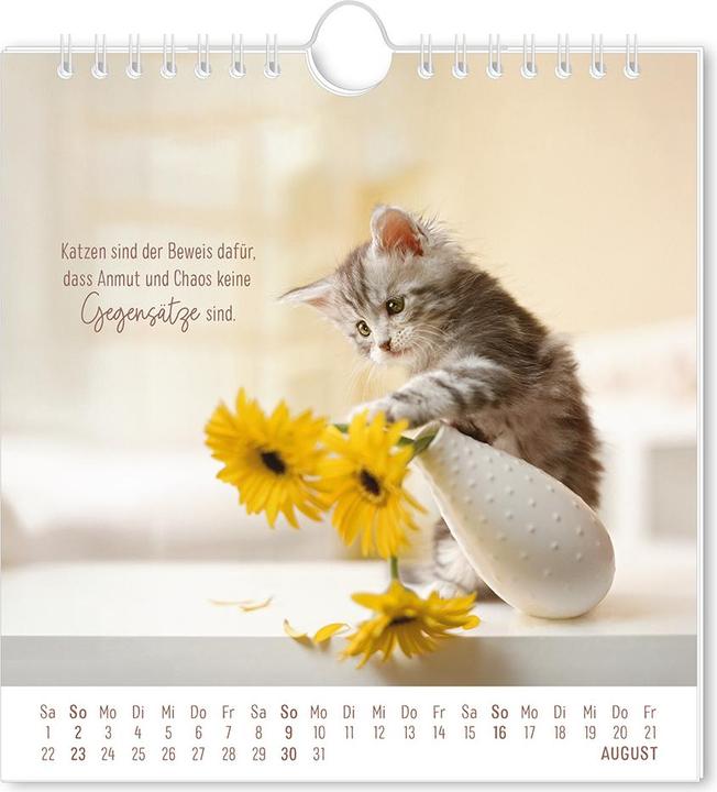 Produktbild Postkartenkalender 2026 Auf leisen Pfot (16 x 17 cm, Deutsch)