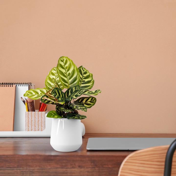Actual product image Mahaloplants Calathea Makoyana (35 cm, Animal friendly)