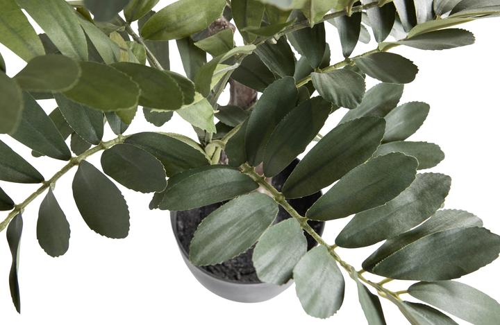 Image du produit Woood Zamia (61 cm)
