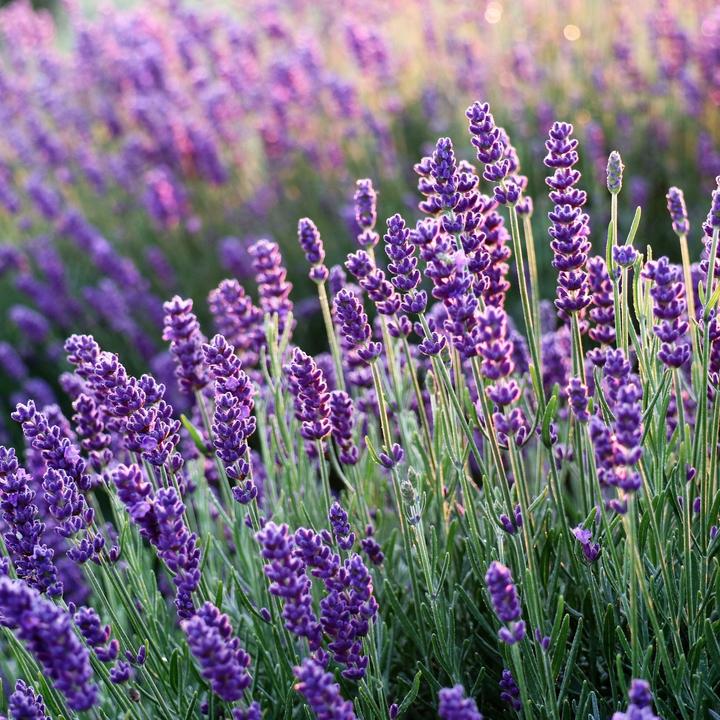 Produktbild Plant in a Box Lavandula angustifolia - 12er Set (15 cm)
