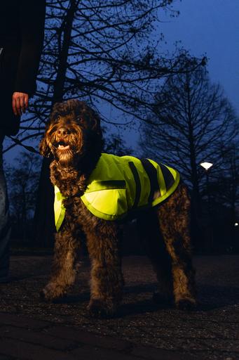 Actual product image Beeztees Bz Sg Dog Coat Teddie Reflections (S, Dog coat)
