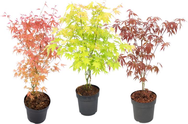 Plant in a Box Acer palmatum 'Atropurpureum', 'Beni Maiko', 'Orange Dream' - 3er Mischung Ahornbäume (70 cm)