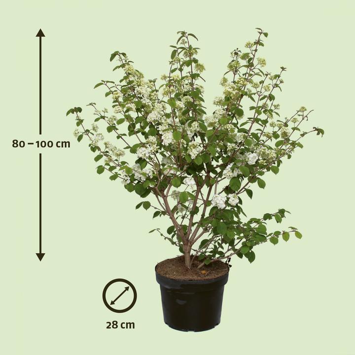Produktbild Zulauf Japanischer Schneeball / Viburnum plic. 'Popcorn' (100 cm)