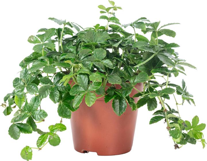 Immagine prodotto Flowerbox Vino da camera "Smit Verona Vein" - Parthenocissus striata (20 cm)