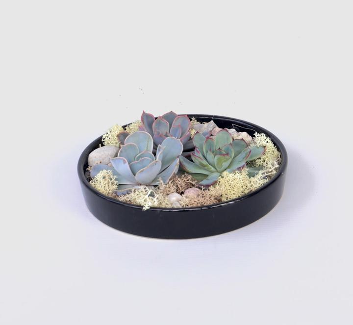 Immagine prodotto Plant in a Box Echeveria lilacina - Mix da giardino nero (8 cm)