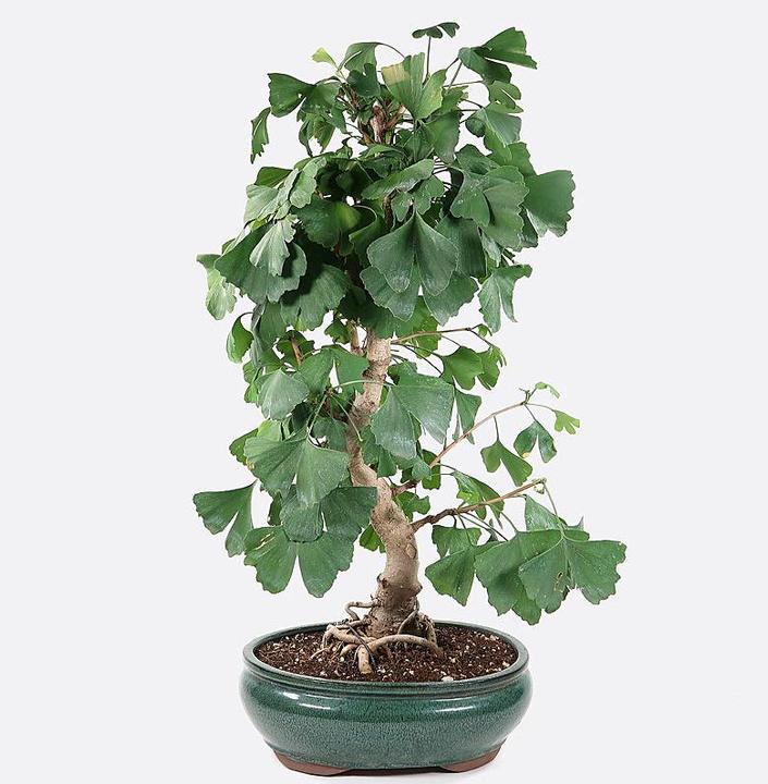 Immagine prodotto Bonsai.ch Ginkgo biloba cm