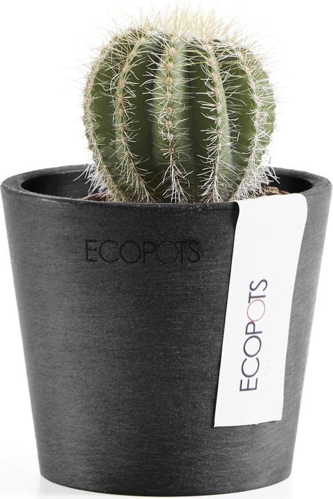 Image du produit Ecopots Amsterdam Mini (8 cm)