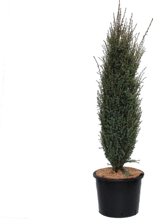 Produktbild Zulauf Säulen-Wacholder / Juniperus com. 'Sentinel' (100 cm)