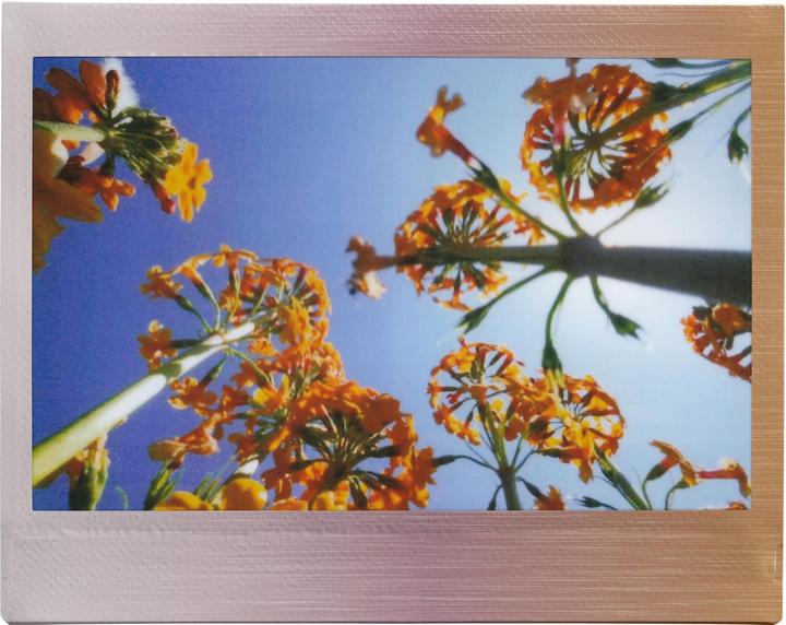 Produktbild Fujifilm Instax Wide 10 Blatt Brushed Metallics (Instax Wide 300, Instax Wide 400)