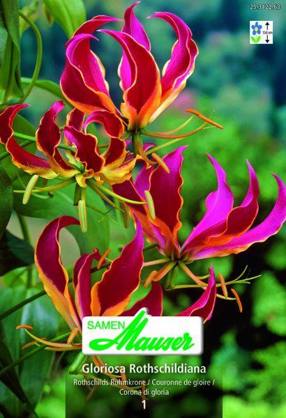 Produktbild Samen Mauser Gloriosa Rothschildiana (Blumensamen)