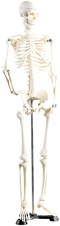 Immagine prodotto Newgen medicals Anatomia scheletrica (Francese, Italiano, Inglese, Tedesco)