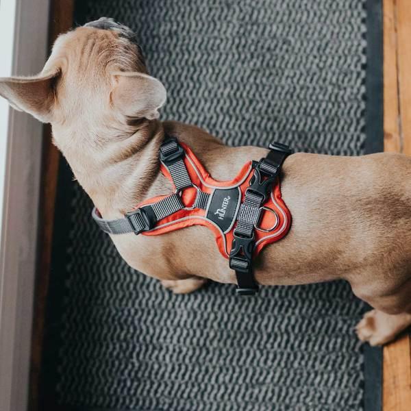 Actual product image Hunter Divo tableware (XS, Dog, General)