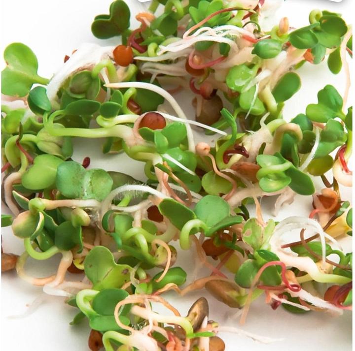 Image du produit Gusta Garden Graines Microgreens Roquette Ruca HARRY HERBS (Germes)
