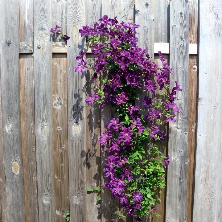 Actual product image Plant in a Box Clematis hybrid 'Mme Le Coultre', 'Hagley Hybrid', 'Polish Spirit' - set of 6 clematis (25 cm)