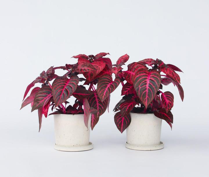 Image du produit Plant in a Box Iresine Herbstii - Set de 2 feuilles de sang (20 cm)