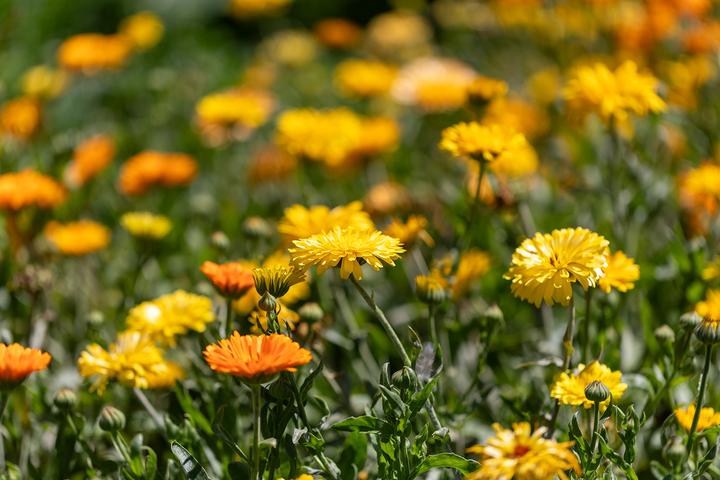 Actual product image Zollinger Bio Marigold, summer mix (Plant seeds)