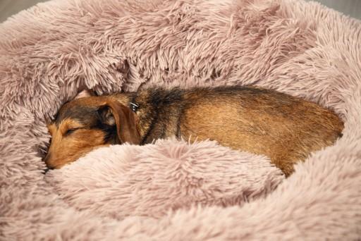 Immagine prodotto Beeztees Yali (Cane)