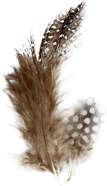 Image du produit Creativ Company Plumes de pintade